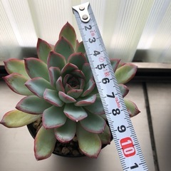値下げ　多肉植物　韓国苗　seichiの画像