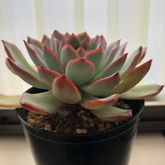値下げ　多肉植物　韓国苗　seichiの画像