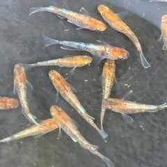 朱光菊　14匹　オス6 メス8の画像