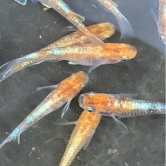 朱光菊　14匹　オス6 メス8の画像