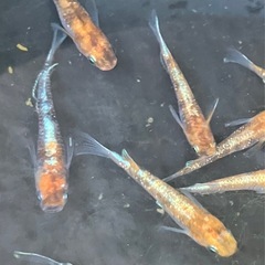 朱光菊　14匹　オス6 メス8の画像