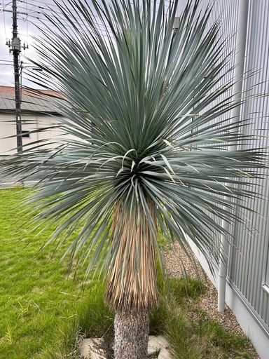 値段相談！ユッカ ロストラータ