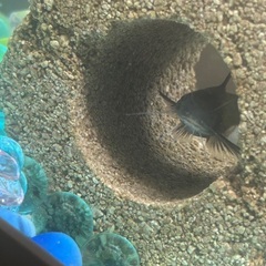 淡水魚☆ギギ Sサイズ 1匹 中型肉食ナマズ！ナマズらしい可愛い顔つきと特徴的なフォルムが個性的な日本淡水魚ナマズです！！の画像