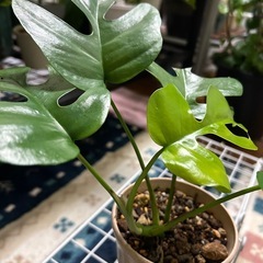 🌿ヒメモンステラ🌿の画像