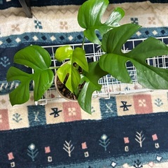 🌿ヒメモンステラ🌿の画像