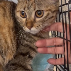 🐾動画付🐾人なつこくてクリクリお目々の可愛い女の子💓