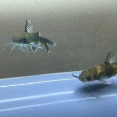 淡水魚☆ギギ Sサイズ 1匹 中型肉食ナマズ！ナマズらしい可愛い顔つきと特徴的なフォルムが個性的な日本淡水魚ナマズです！！の画像