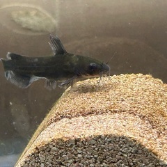 淡水魚☆ギギ Sサイズ 1匹 中型肉食ナマズ！ナマズらしい可愛い顔つきと特徴的なフォルムが個性的な日本淡水魚ナマズです！！の画像