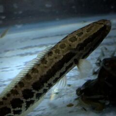 「カムルチー（雷魚）20cm弱の画像