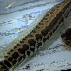 「カムルチー（雷魚）20cm弱の画像