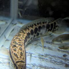 「カムルチー（雷魚）20cm弱の画像