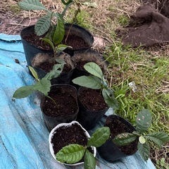 びわの苗
の画像