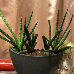 観葉植物の画像