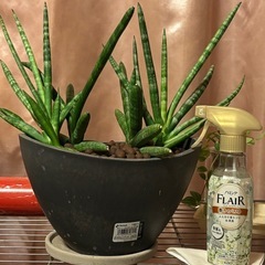 観葉植物の画像
