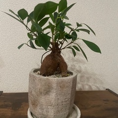 ガジュマルの画像