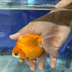 ショートテールライキン金魚の画像