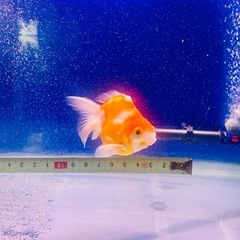 ショートテールライキン金魚の画像