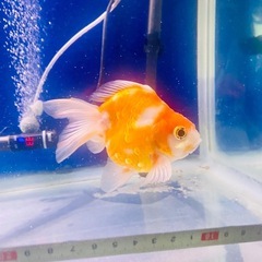 ショートテールライキン金魚の画像