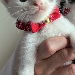 子猫首輪の画像