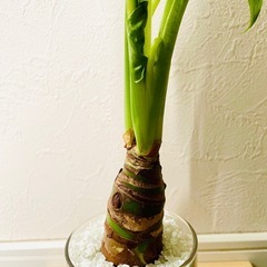 シマクワズイモ　観葉植物　ハイドロカルチャーの画像