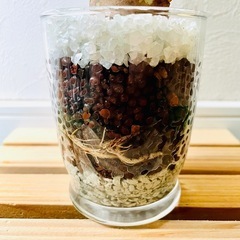 シマクワズイモ　観葉植物　ハイドロカルチャーの画像