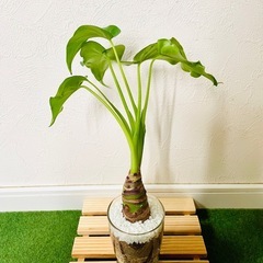シマクワズイモ　観葉植物　ハイドロカルチャーの画像