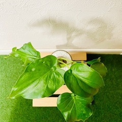 シマクワズイモ　観葉植物　ハイドロカルチャーの画像