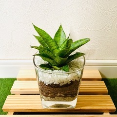 サンスベリア　パゴダ　観葉植物　ハイドロカルチャーの画像