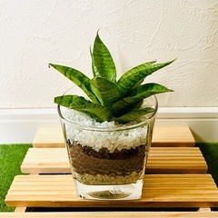 サンスベリア　パゴダ　観葉植物　ハイドロカルチャーの画像