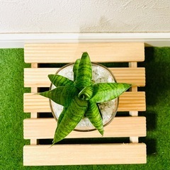 サンスベリア　パゴダ　観葉植物　ハイドロカルチャーの画像