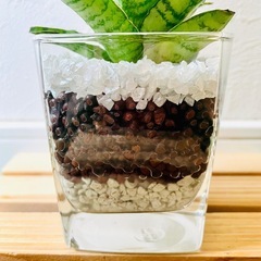 サンスベリア　パゴダ　観葉植物　ハイドロカルチャーの画像