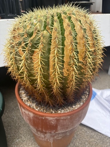 大株　サボテン:王冠竜(フェロカクタス)