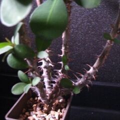 観葉植物　ハナキリン　花麒麟　の画像