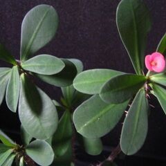 観葉植物　ハナキリン　花麒麟　の画像