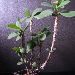 観葉植物　ハナキリン　花麒麟　の画像