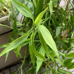 ドラセナ鉢植えの画像
