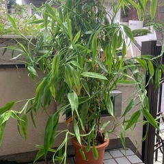 ドラセナ鉢植えの画像