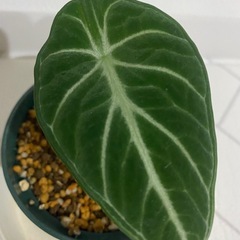 観葉植物　アロカシア　ニンジャの画像