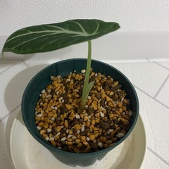 観葉植物　アロカシア　ニンジャの画像