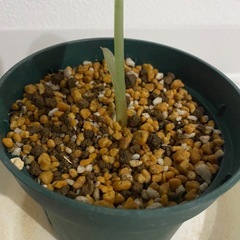 観葉植物　アロカシア　ニンジャの画像