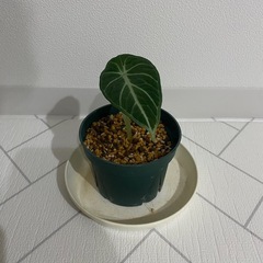 観葉植物　アロカシア　ニンジャの画像