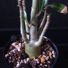 塊根植物　アデニウム　種から育てた実生‗Aの画像