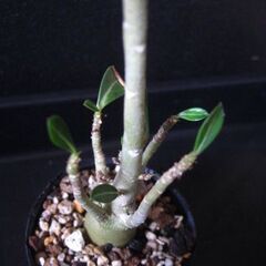 塊根植物　アデニウム　種から育てた実生‗Aの画像