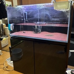 コトブキ水槽代付き
の画像