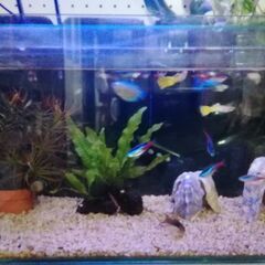 60cm及び30cm水槽　熱帯魚　全部こみこみ。の画像