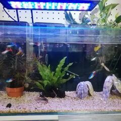60cm及び30cm水槽　熱帯魚　全部こみこみ。の画像