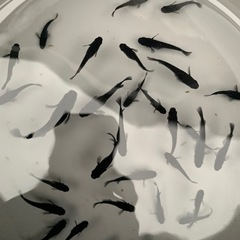 黝冠　メダカ　めだかの画像