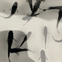 黝冠　メダカ　めだかの画像