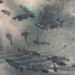 黝冠　メダカ　めだかの画像