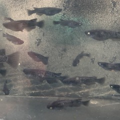 黝冠　メダカ　めだかの画像